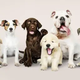 🐶VENDAS CÃES RAÇA🐶