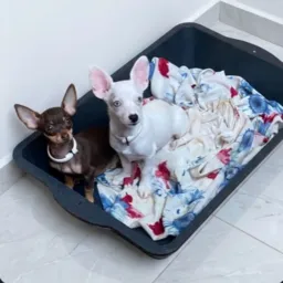 Pinscher moc e região🐶n