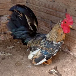 Breganha de animais 🐔🦆🐷🐴🐮