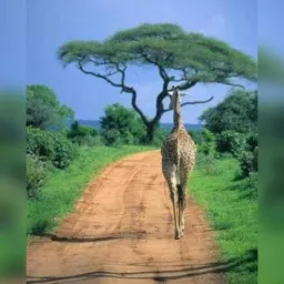 KUMWAZA MA LINK MWAKATHITHI🏃🏻‍♂️