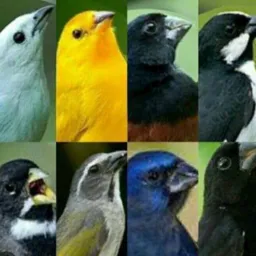 Aves no menor preço do DF em região