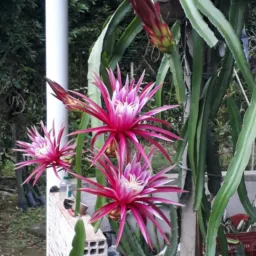 Cultivo de Pitaya 🥇🚀