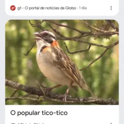 Admiradores de tico-tico
