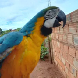 Fronteira vende de tudo