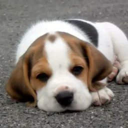 Pet compra e venda.. ANIMAIS EM GERAL