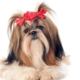 Vendas de filhote🐶🐱🦜 Itaúna e Região