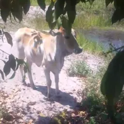 RIFA DE UMA BEZERRA
