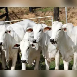 Compra e Venda de GADO