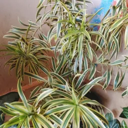 Desapego e vendas de plantas🤓