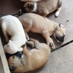 A DOTE 🐕🐈/PORTO DE MOZ