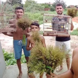 Criadores De Papacapim Bahia e Região✓